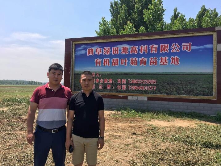 Organic Stevia breeding base of Qufu lvtianyuan High Tech Co., Ltd