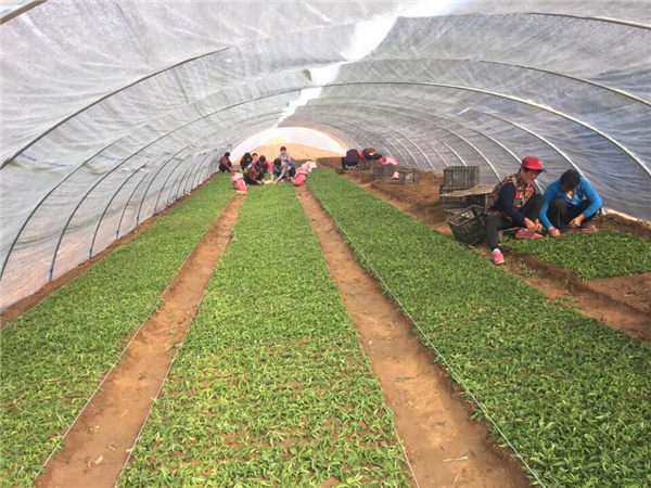 祝贺曲阜绿田源高科甜叶菊150亩有机育苗基地在山东省曲阜市防山乡席家村成功落成!