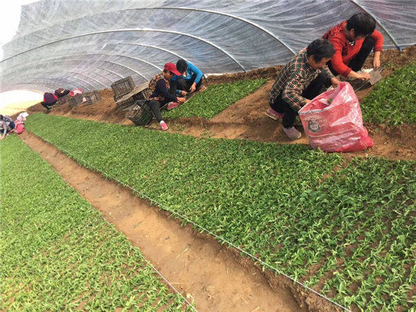 祝贺曲阜绿田源高科甜叶菊150亩有机育苗基地在山东省曲阜市防山乡席家村成功落成!