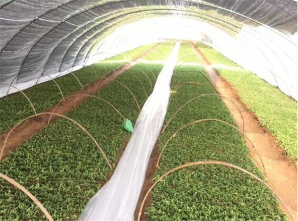 祝贺曲阜绿田源高科甜叶菊150亩有机育苗基地在山东省曲阜市防山乡席家村成功落成!